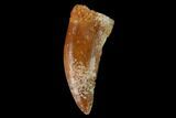 Raptor Tooth - Real Dinosaur Tooth #157920-1